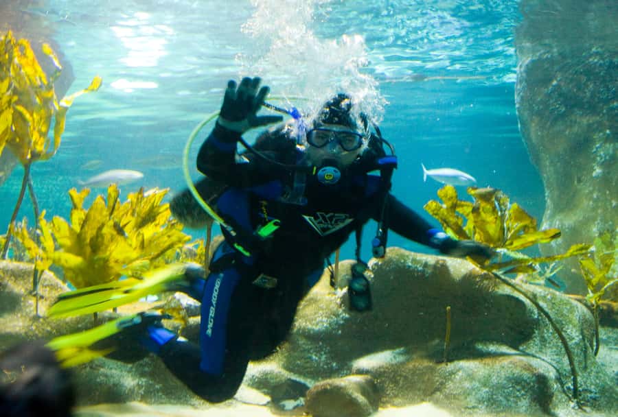 Napier: National Aquarium of New Zealand General Admission - Why Napier’s National Aquarium Feels Like Good Value