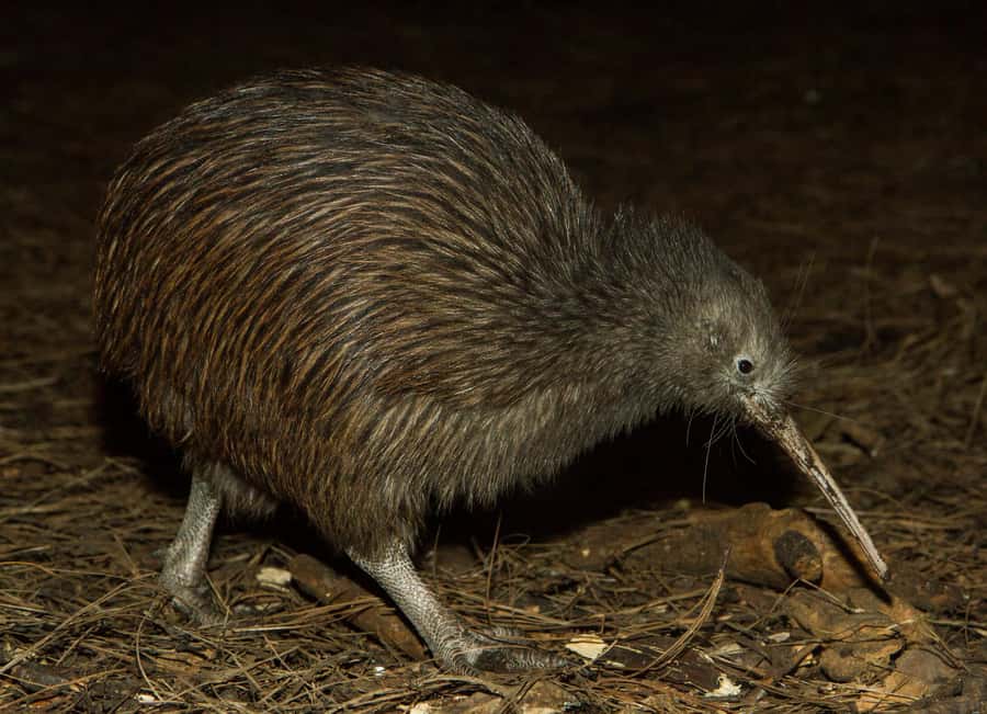 Napier: National Aquarium of New Zealand General Admission - Brown Kiwi and Tuatara of Aotearoa: The Land Part You Might Not Expect