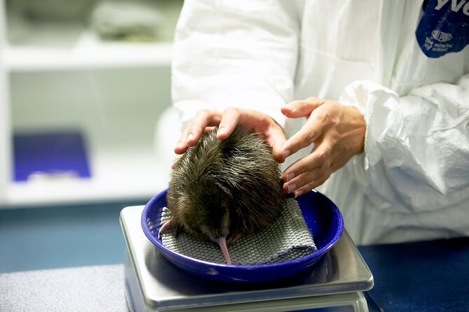 National Kiwi Hatchery - Kiwi Encounter Guided Tour - Key Kiwi Facts That Make This Tour Worth Your Time