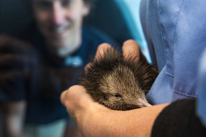 National Kiwi Hatchery - Kiwi Encounter Guided Tour - Rotorua’s Kiwi Hatchery Tour Feels Like Conservation in Action