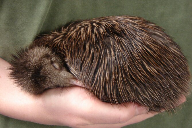 National Kiwi Hatchery - Kiwi Encounter Guided Tour - Guides, Rules, and Tips That Make the Visit Easier
