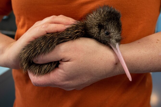 National Kiwi Hatchery - Kiwi Encounter Guided Tour - Agrodome Check-In and How the 1-Hour Experience Flows