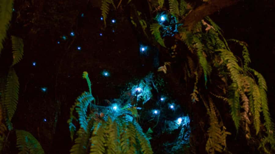 Nelson: Brook Waimārama Sanctuary Guided Night Walk - A 105-minute forest night shift near Nelson city