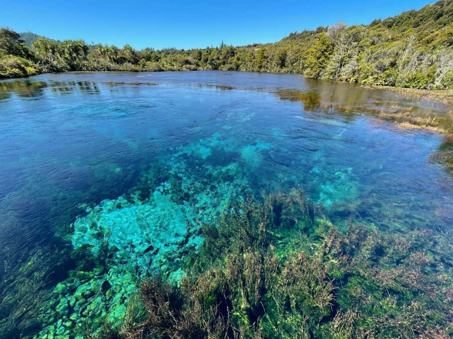Nelson: Golden Bay in a Day Tour - Te Waikoropupū Springs: sacred water, easy walking, big visual payoff
