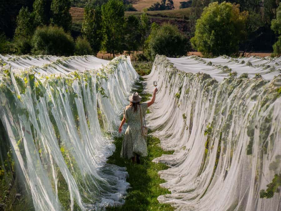Nelson: Wine Tour with Tastings and Lunch - Nelson Wine Exposed: Why Three Sub-Regions Matter