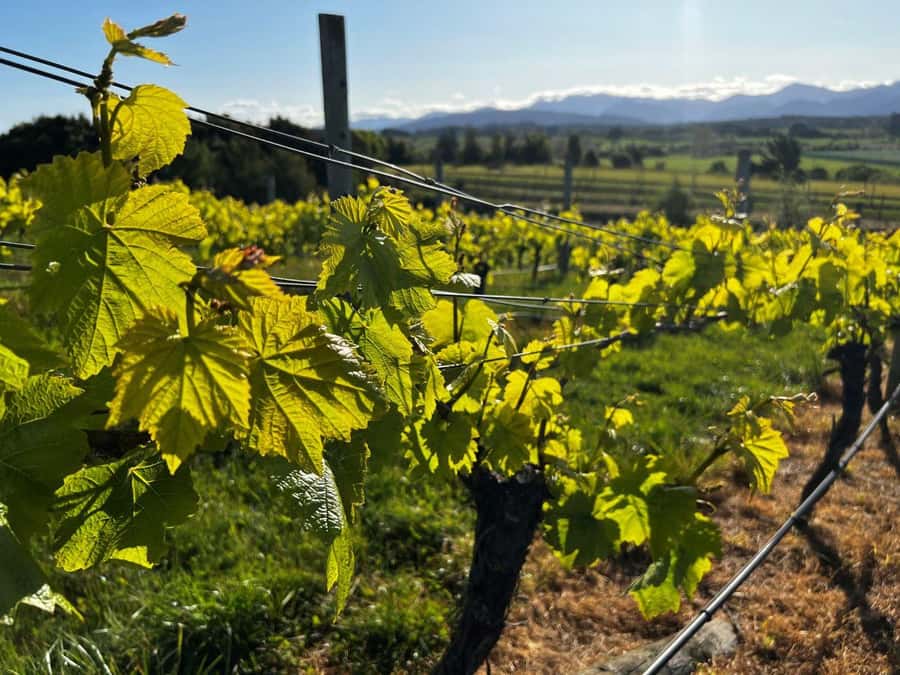 Nelson: Wine Tour with Tastings and Lunch - Guides Make It Better: Humor, Facts, and Attention to Detail