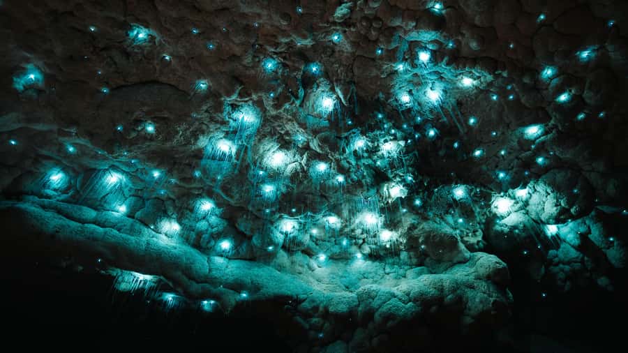 New Zealand: Milky Way Glowworm Cave Tour - The 1-Hour Flow: From Limestone Walk to Glowworm Dark