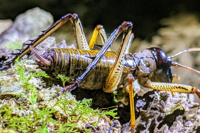 Nocturnal adventure Glow-worm tour - Key things that make this Glow-worm tour work so well
