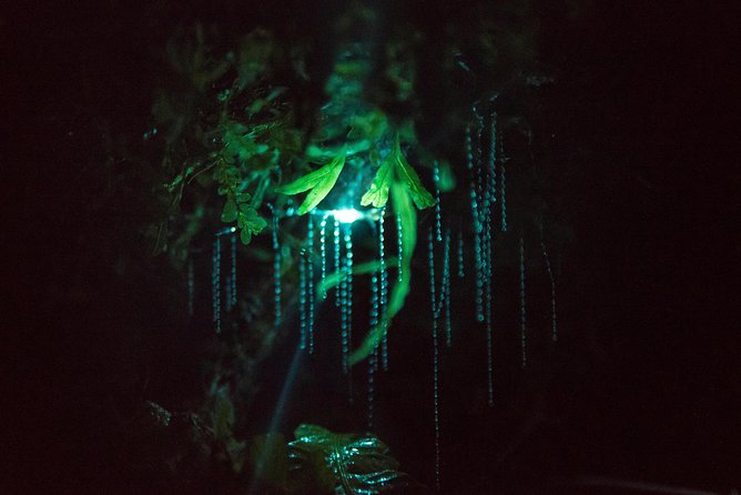 Nocturnal adventure Glow-worm tour - Rotorua pickup, then a short ride into the dark