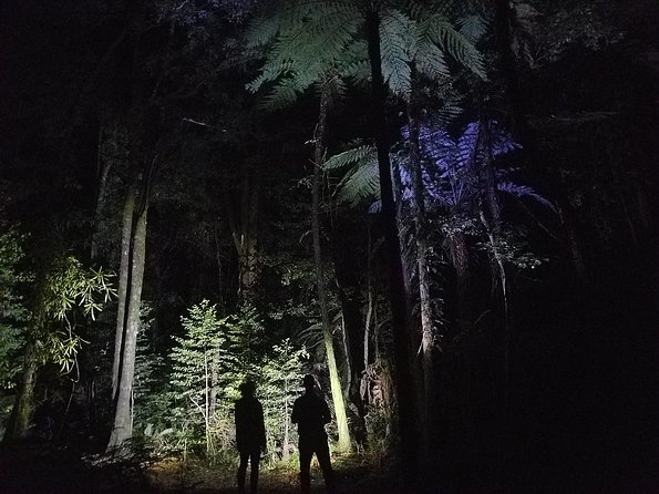 Nocturnal adventure Glow-worm tour - Photos and the after-walk treat that makes it feel complete