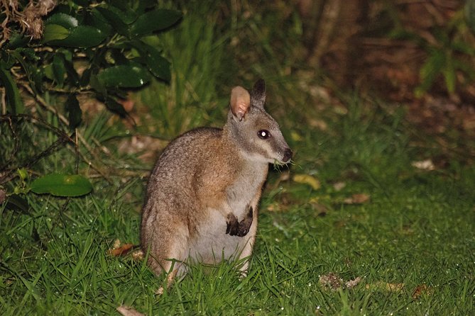 Nocturnal adventure Glow-worm tour - Why this costs about $77.57 and whether it’s good value