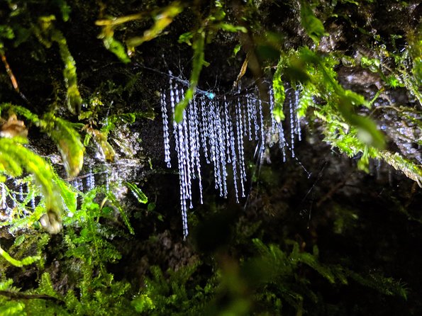 Nocturnal adventure Glow-worm tour - Following the water, then turning off your flashlight