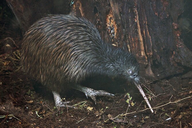 Nocturnal Wonders Tawharanui Kiwi Spotting and Stargazing Tour - Key things I think you should notice before you go
