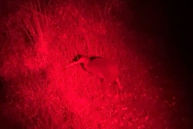 Nocturnal Wonders Tawharanui Kiwi Spotting and Stargazing Tour - The stargazing portion: telescopes, binoculars, and real sky stories