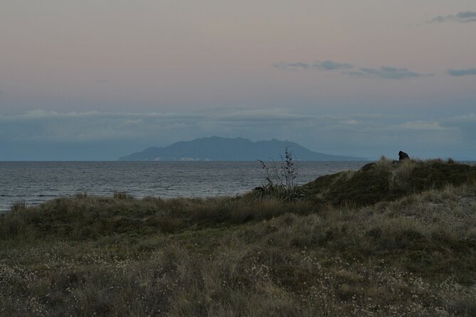 Nocturnal Wonders Tawharanui Kiwi Spotting and Stargazing Tour - What to bring so the night walk and sky viewing feel comfortable