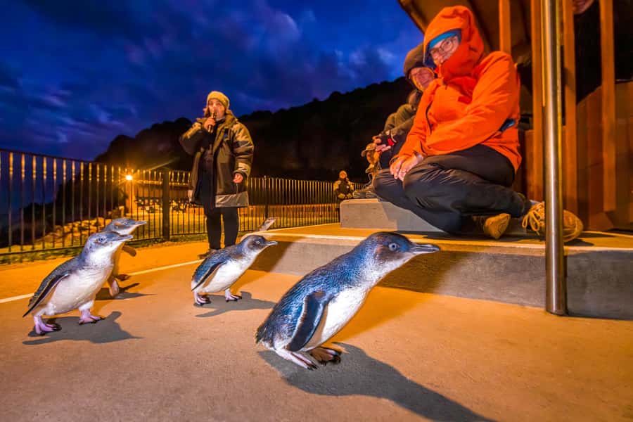 Oamaru: Penguins Evening Viewing Ticket - Key things to know before you go
