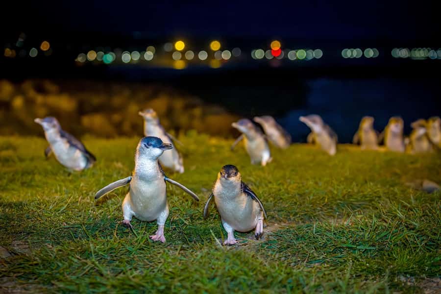 Oamaru: Penguins Evening Viewing Ticket - Ōamaru at dusk: what you are really watching