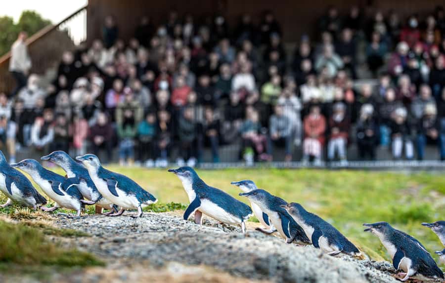 Oamaru: Penguins Evening Viewing Ticket - Seating and the rules: the experience works only if you do