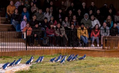 Oamaru: Penguins Evening Viewing Ticket