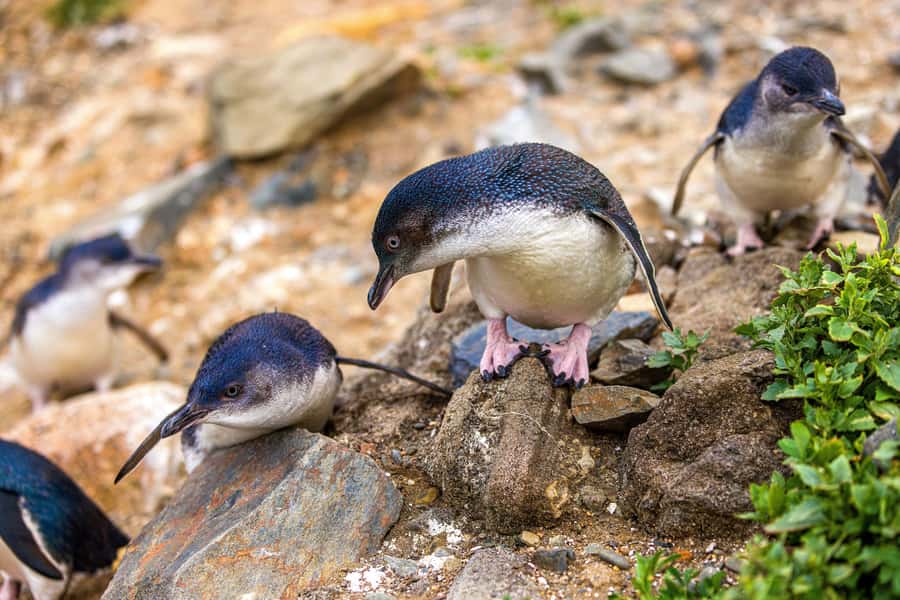 Oamaru: Penguins Evening Viewing Ticket - The 90-minute flow: how the evening unfolds