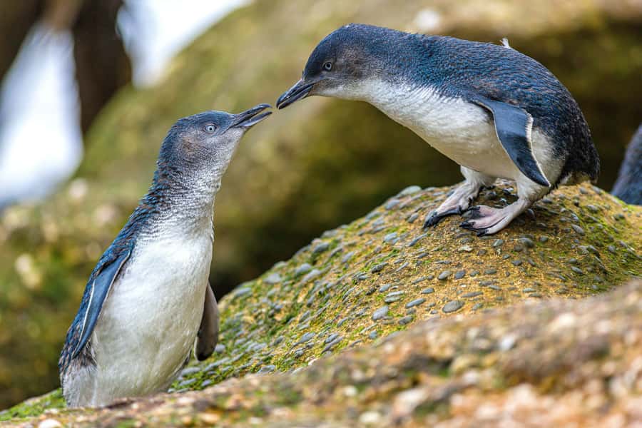 Oamaru: Penguins Evening Viewing Ticket - The penguin walk: beach, ramp, and nesting boxes
