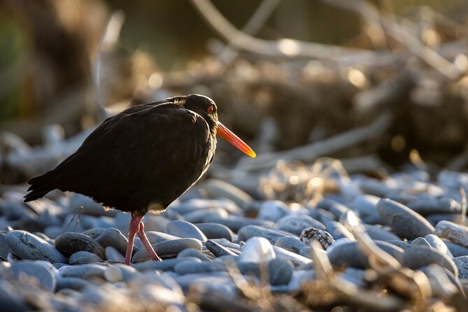 Okarito Nature Tour - Birdwatching Focus: Kotuku, Royal Spoonbill, and More
