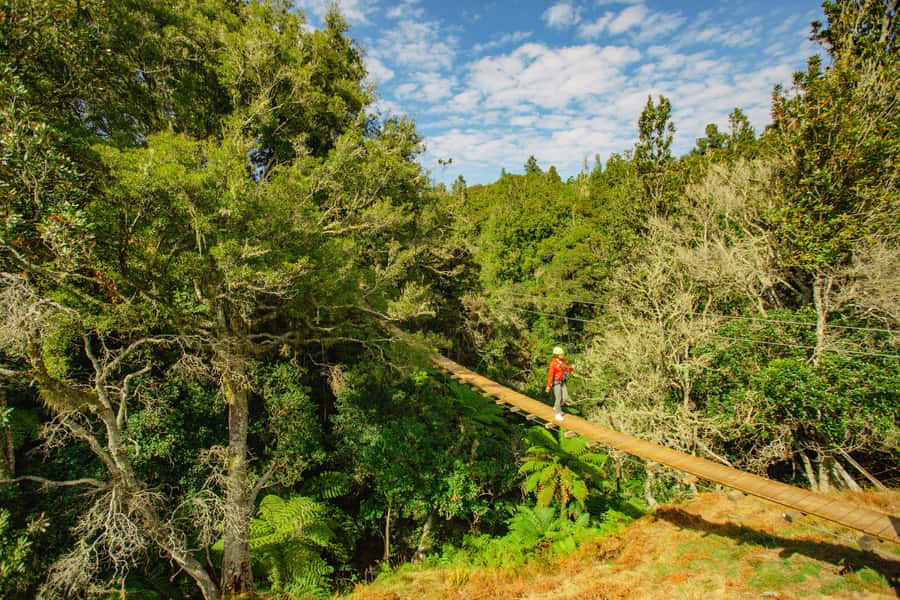 Okere Falls: Zipline over Waterfalls Experience - Crossing boardwalks and swing bridges: the walk breaks that make it better