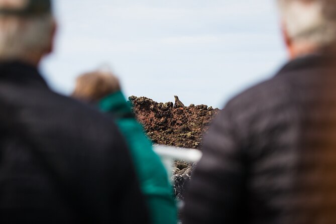 Otago Harbour Wildlife Cruise (Dunedin Shore Excursion) - Otago Harbour bays and islands: wildlife watching with real narration
