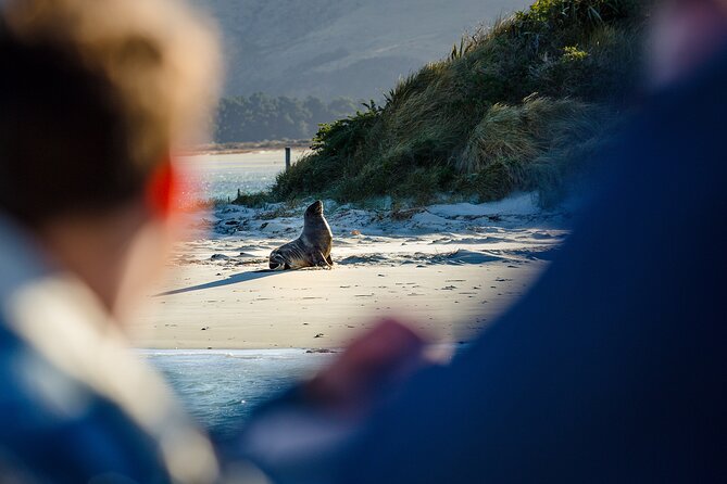 Otago Harbour Wildlife Cruise (Dunedin Shore Excursion) - The Port Chalmers shuttle time that protects your shore-day schedule