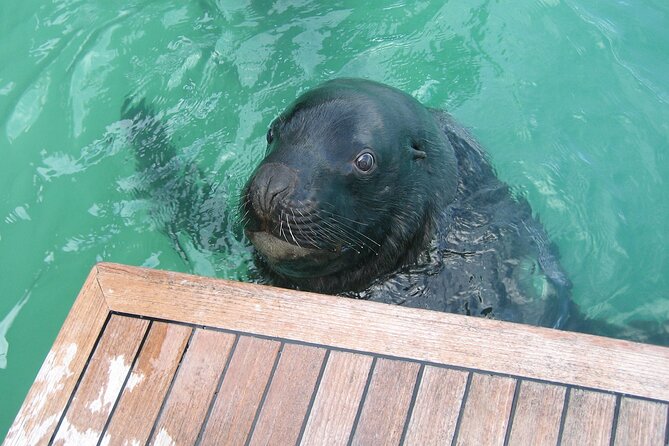 Otago Harbour Wildlife Cruise (Dunedin Shore Excursion) - Price and value: is $86.88 worth it?