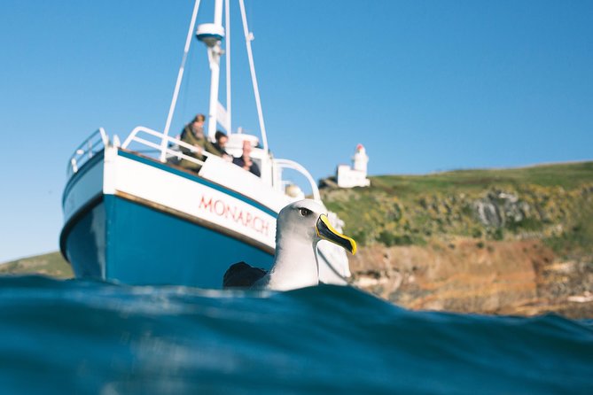 Otago Peninsula In-Depth Tour & Blue Penguins Pukekura Experience - The Blue Penguins Pukekura Experience: what close viewing feels like
