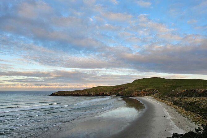 Otago Peninsula In-Depth Tour & Blue Penguins Pukekura Experience - Wildlife extras: seals, albatross, and the joy of seasonal surprises
