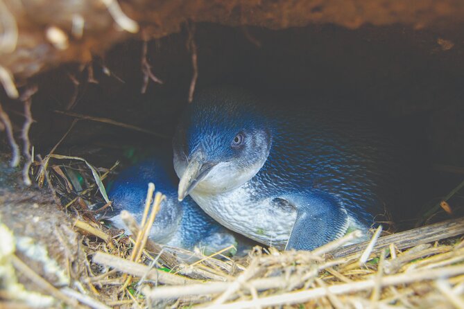 Otago Peninsula In-Depth Tour & Blue Penguins Pukekura Experience - Timing and comfort: the late-night return and how to pack smart