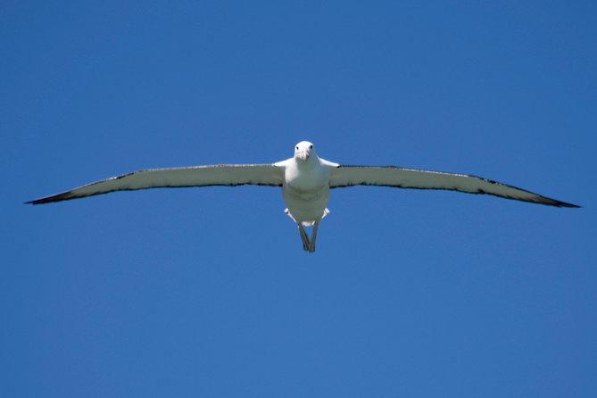 Otago Peninsula Scenery and Dunedin City Highlights Tour - Key Highlights You’ll Care About
