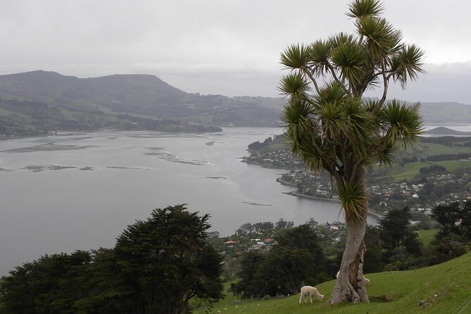 Otago Peninsula Tour and Larnach Castle City Sights (min 4 ) - Why this Otago Peninsula and Larnach combo is a smart use of time