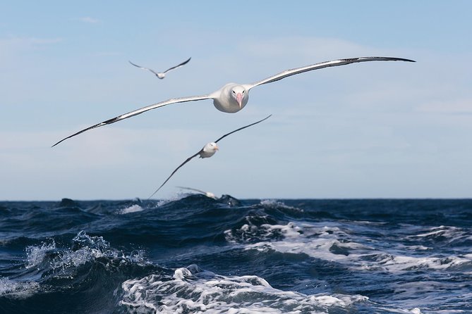 Otago Peninsula Wildlife Cruise with Monarch - Key Things to Know Before You Go