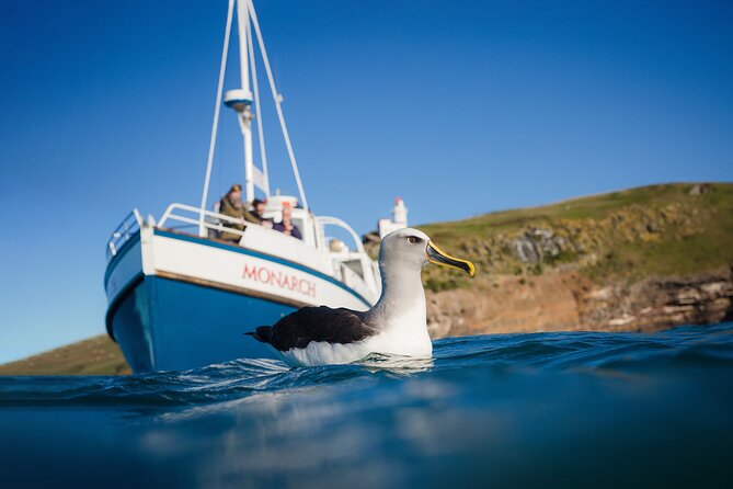 Otago Peninsula Wildlife Cruise with Monarch - Otago Peninsula Wildlife Cruise: What You’re Really Buying in 1 Hour