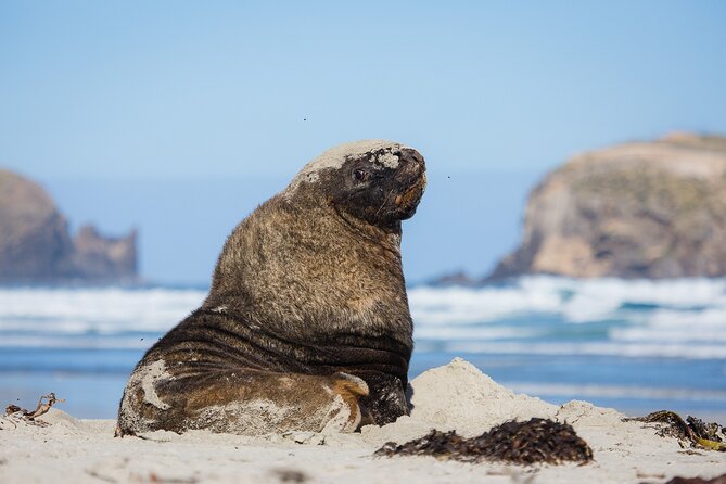 Otago Peninsula Wildlife Tour & Cruise - Getting comfortable fast: pickup, small group size, and the air-conditioned van