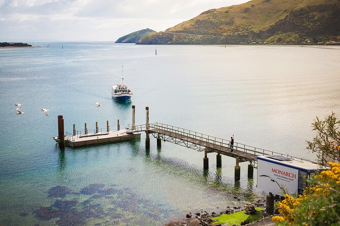Otago Peninsula Wildlife Tour & Cruise - Stop 2, Allans Beach: dramatic shorelines and sea lion eyes