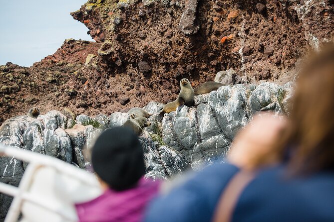 Otago Peninsula Wildlife Tour & Cruise - What the 6.5 hours feels like, and how to pace yourself