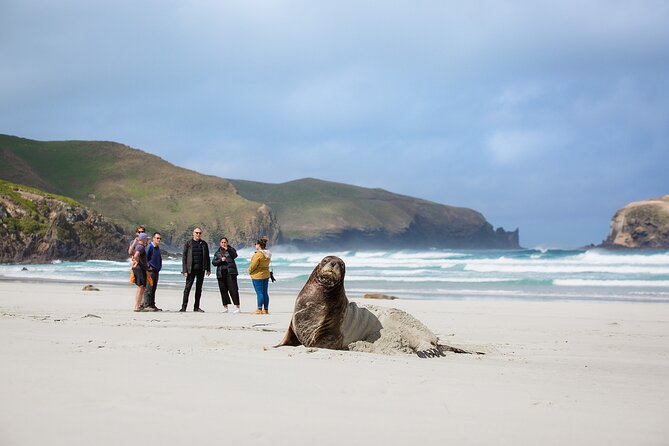 Otago Peninsula Wildlife Tour & Cruise - Price and value: what you actually get for $142.73