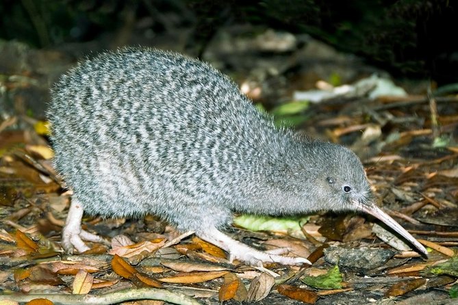 Overnight Experience Tour on Kapiti Island - Key highlights to know before you go