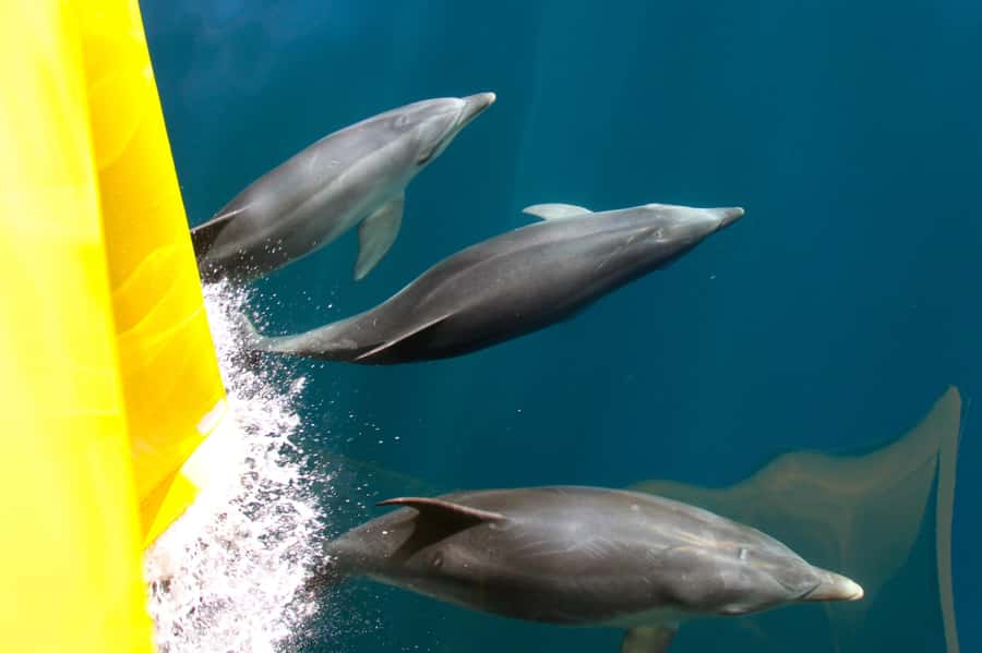 Paihia: Bay of Islands Dolphin Eco Cruise & Island Stopover - Where Paihia fits into the Bay of Islands wildlife story
