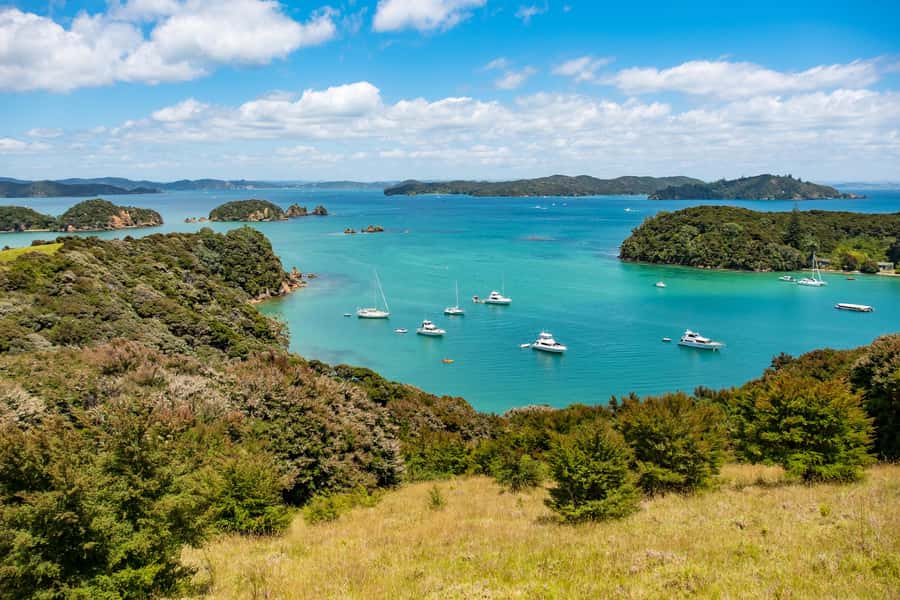 Paihia: Bay of Islands Dolphin Eco Cruise & Island Stopover - How the wildlife search works: dolphins, whales, seals, and birds