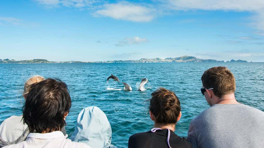 Paihia: Bay of Islands Dolphin Eco Cruise & Island Stopover - Cruise comfort that actually matters after 4 hours