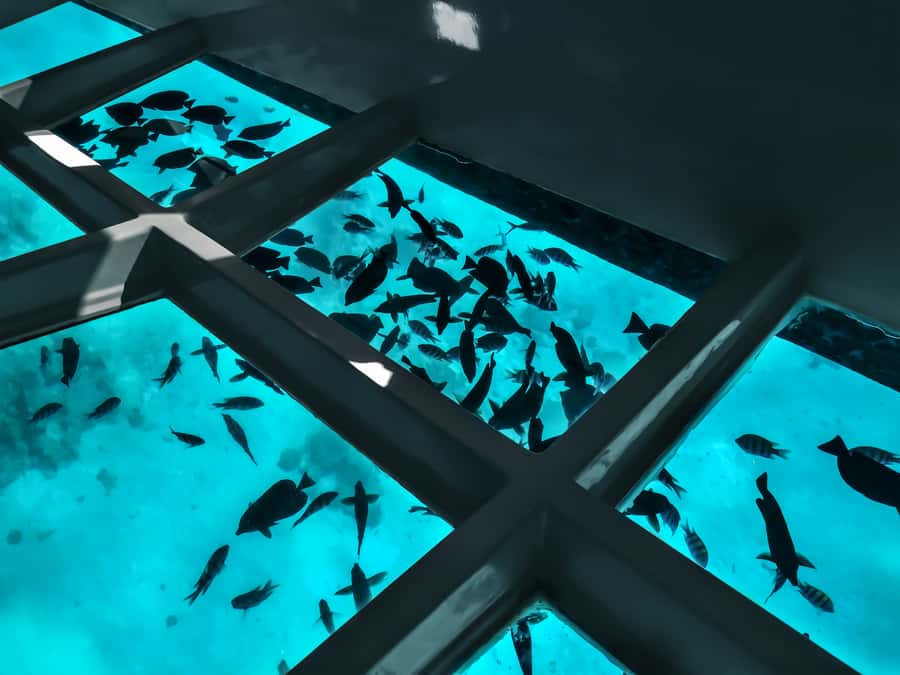 Paihia: Glass Bottom Boat Tour to the Hole in the Rock - Hole in the Rock from the water: what you’re actually hoping for
