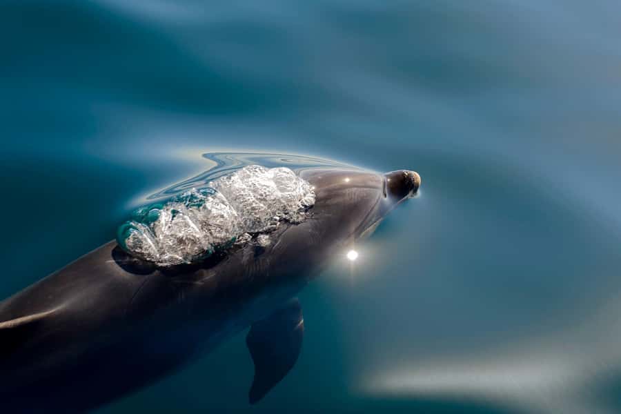 Paihia/Russell: Hole in the Rock, Dolphins & Island Cruise - Key things to know before you go