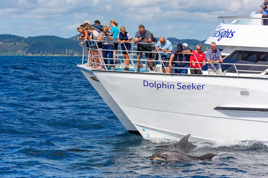 Paihia/Russell: Hole in the Rock, Dolphins & Island Cruise - Why this Bay of Islands cruise feels like the main event
