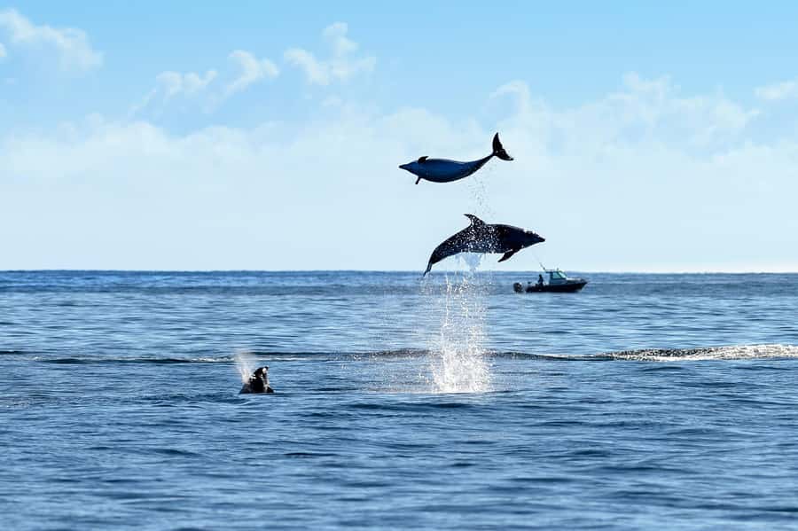 Paihia/Russell: Hole in the Rock, Dolphins & Island Cruise - How the crew and commentary improve the wildlife spotting
