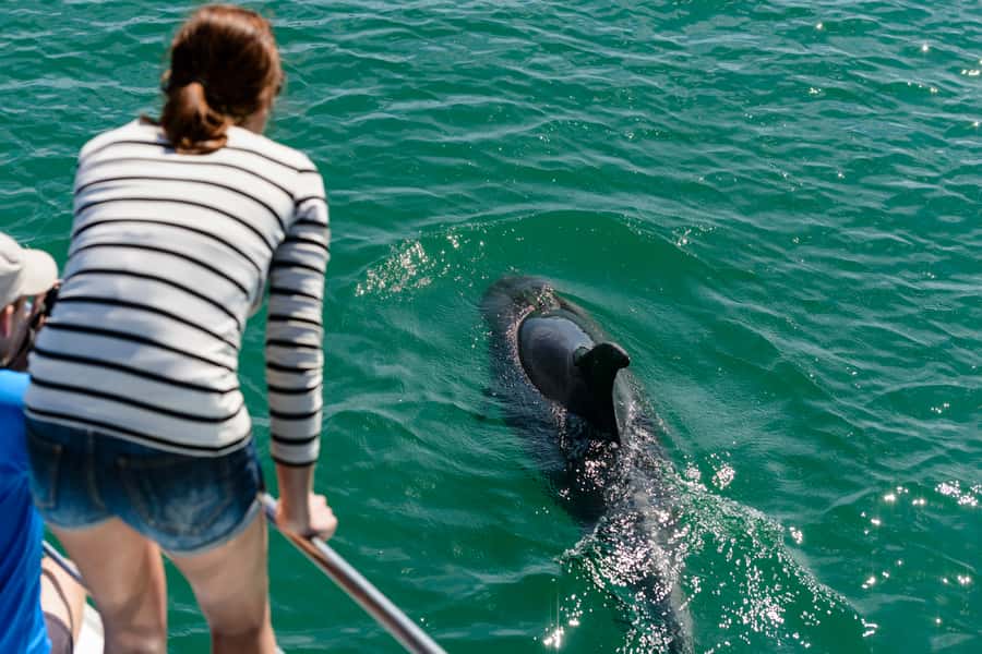 Paihia/Russell: Hole in the Rock, Dolphins & Island Cruise - Who this tour suits best, and who should skip it